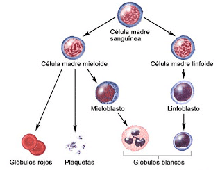 Células madre adultas