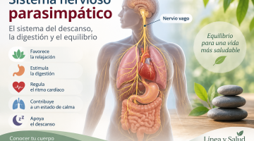 Sistema nervioso parasimpático y nervio vago regulando descanso, digestión y ritmo cardíaco