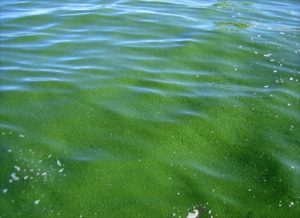 Alga azul-verde AFA