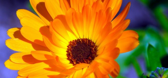 Caléndula o marigold - Una conocida flor con propiedades infinitas