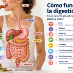 Cómo funciona la digestión paso a paso en el aparato digestivo humano