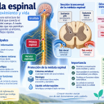 Médula espinal, funciones, nervios espinales y reflejos dentro del sistema nervioso central