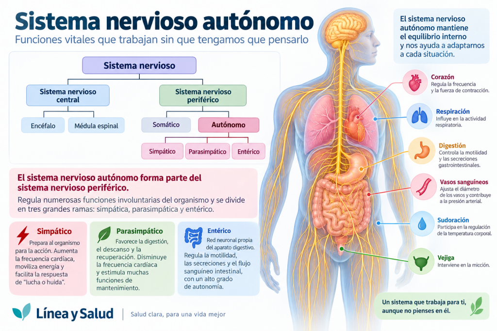 Sistema nervioso autónomo: qué es, funciones y cómo se organiza