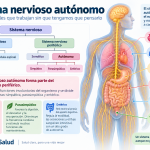 Sistema nervioso autónomo y sus ramas simpática, parasimpática y entérica