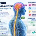 Sistema nervioso central formado por encéfalo y médula espinal