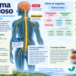 Sistema nervioso, organización en sistema central y periférico y principales funciones del organismo