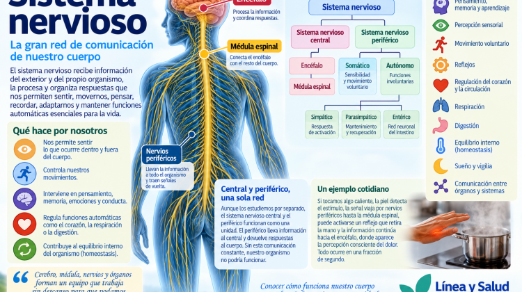Sistema nervioso, organización en sistema central y periférico y principales funciones del organismo