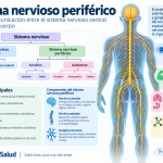 Sistema nervioso periférico conectando el sistema nervioso central con el resto del cuerpo