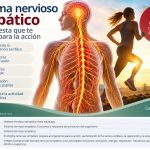 Sistema nervioso simpático y respuesta de activación del organismo