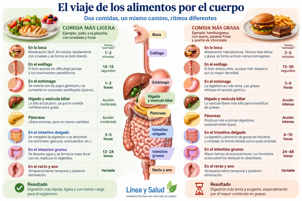Qué pasa con los alimentos en el cuerpo: el viaje de dos comidas