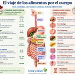 Qué pasa con los alimentos durante su viaje por el aparato digestivo