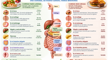 Qué pasa con los alimentos durante su viaje por el aparato digestivo