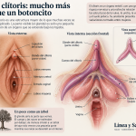 Anatomía del clítoris con su parte externa, cuerpo, raíces y bulbos vestibulares